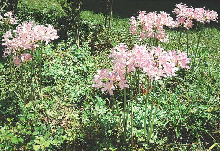 A flower with many names